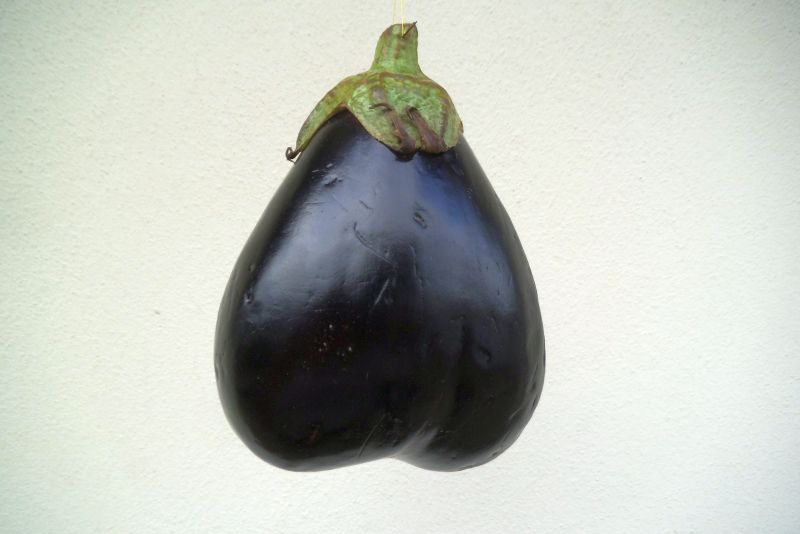 Solanum melongena davvero 